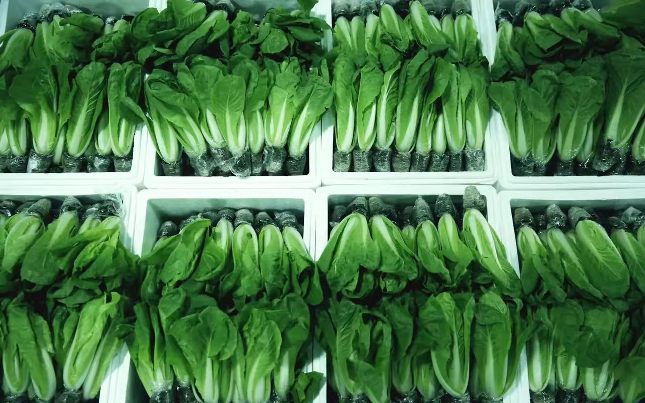 工厂化活体菜实景